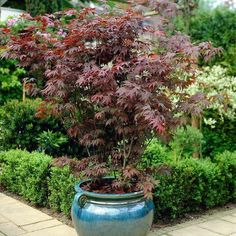 a potted plant sitting in the middle of a garden