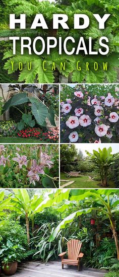 several different types of plants and flowers in the garden