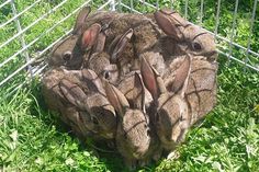 a group of rabbits sitting on top of each other in the grass next to a wire fence