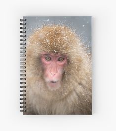 a snow monkey looks at the camera while it's covered in snow spiral notebook