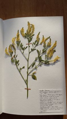 an open book with some yellow flowers on it