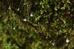 small white flowers growing on the side of a mossy tree in front of other plants