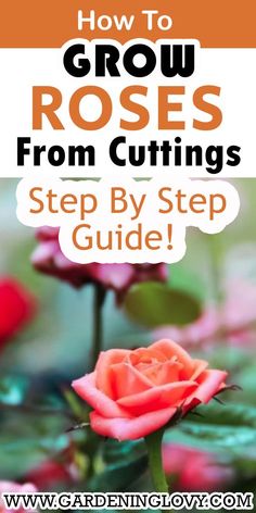 a pink rose with the words how to grow roses from cuttings step by step guide