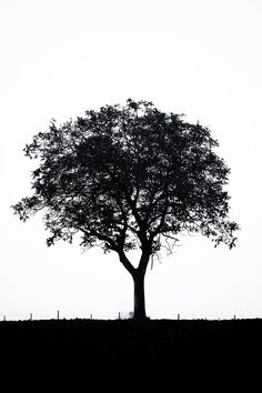 the silhouette of a tree against a white sky