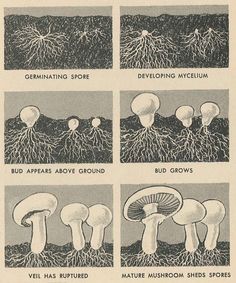 four different types of mushrooms growing from the ground and above them are labeled in black and white