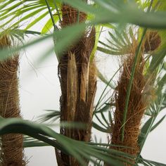 palm trees with green leaves in front of a white wall