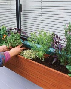 Herb Window Box, Window Box Herb Garden, Herb Window, Vertical Herb Gardens, Condo Balcony, Kitchen Gardens, Herb Boxes, Window Garden, Herbs Garden