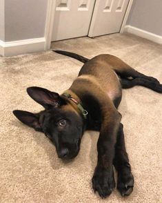 a brown and black dog laying on top of a carpet next to a white door