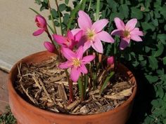 pink flowers are growing in a clay pot on the ground next to some green plants