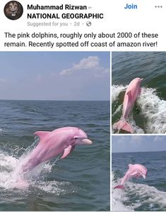 two pink dolphins jumping out of the water in front of an image of another dolphin