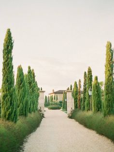 an image of a driveway with trees and bushes in the foreground, as seen from behind