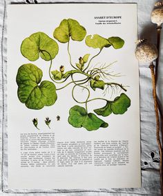 an image of some plants that are growing on the page in front of other items