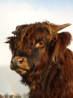 a brown cow with long horns standing in front of a blue sky and white clouds