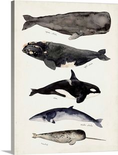 four different types of whales in watercolor