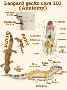 an image of lizards and geckos labeled in their body parts, including the stomach