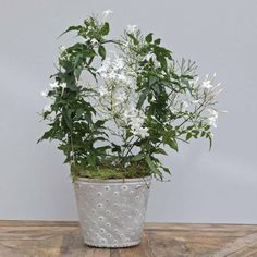 a potted plant with white flowers and greenery in it on a wooden table