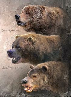 three brown bears with their mouths open