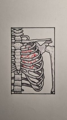 a drawing of a rib cage with the ribs exposed