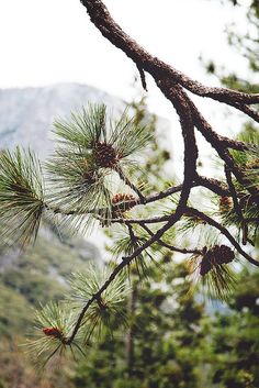 a pine tree branch with some cones hanging from it's branches and mountains in the background