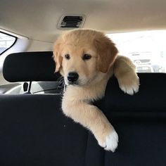 a puppy sitting in the back seat of a car