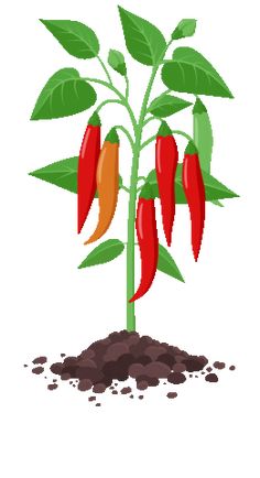 a plant with red and orange peppers growing out of it's ground, surrounded by dirt