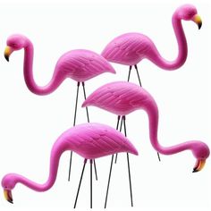 four pink flamingos are standing in a row