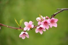 pink flowers are blooming on a branch in front of a green background and blurry grass