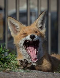 a close up of a fox laying on the ground with it's mouth open