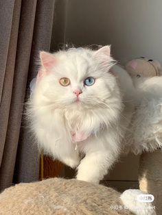 a white cat with blue eyes standing on top of a scratching post next to a stuffed animal