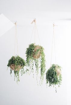 three hanging planters filled with green plants on top of a white wall next to a window