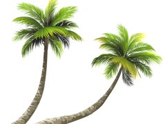 two palm trees are shown with the caption in spanish, and there is no image on