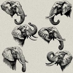 four elephants with tusks are shown in black and white