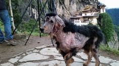 a dog that has been shaved and is standing in the dirt with trees behind it