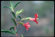 a red flower with green leaves in the foreground and a blurry background behind it