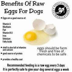 the benefits of raw eggs for dogs and how to use them in your dog's diet