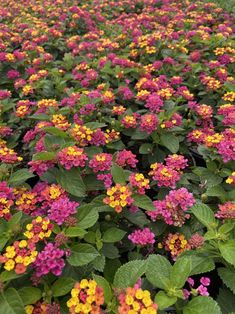 many different colored flowers growing in a field with green leaves on the top and bottom