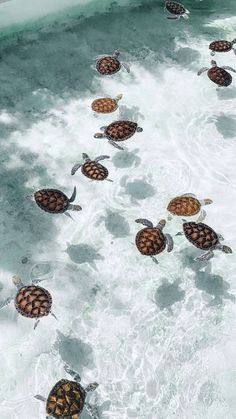 several sea turtles swimming in the ocean together