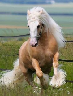 a horse is running in the grass behind a fence with its legs spread out and it's head turned to the side