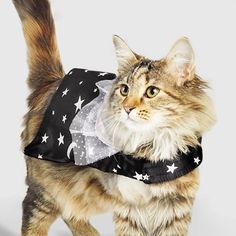 a cat wearing a dress with stars on it