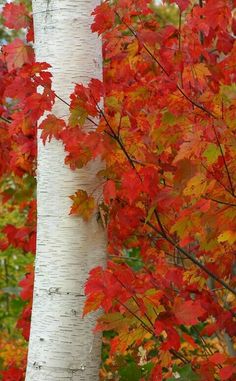 a tree with red and yellow leaves in the fall, next to a white birch tree