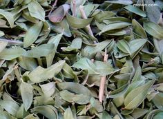 close up view of green leaves on top of each other in the middle of a pile