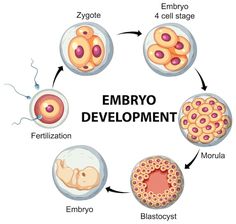 Human Embryo Development, Embryo Development Stages, Embryology Art, Reproduction In Animals, Pregnant Anatomy, Embryo Development, Biology Jokes, Human Life Cycle, Skin Anatomy