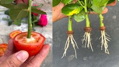 two pictures one with tomatoes and the other with roots growing out of tomato halves that have been cut in half