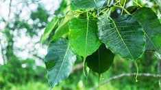 green leaves hang from a tree in the woods