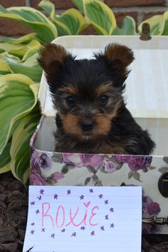 a small dog sitting in a box with a note attached to it's side