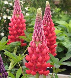 red and purple flowers in a garden setting