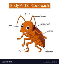 the parts of a cockroach on a white background