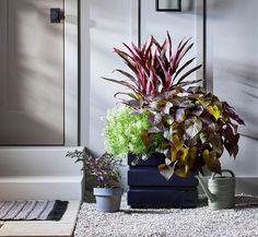 some plants are sitting on the ground in front of a white door and a blue planter