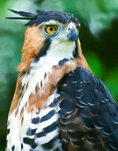 a close up of a bird of prey in front of some green leaves and trees