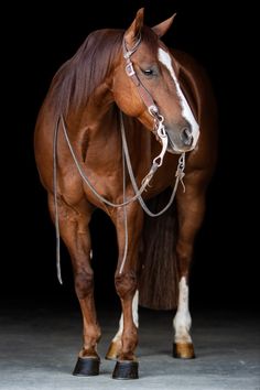 a brown and white horse standing on top of a cement floor next to a black background